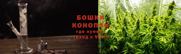 прущие грибы Аркадак