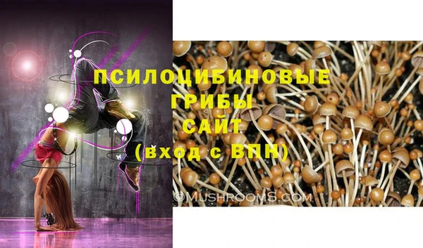 прущие грибы Аркадак